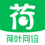 荷叶问诊
